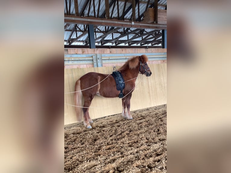 Islandpferd Stute 12 Jahre 144 cm Fuchs in Spiesen-Elversberg