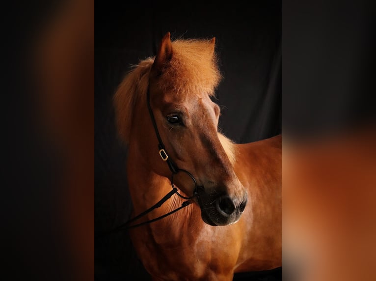 Islandpferd Stute 12 Jahre 144 cm Fuchs in Spiesen-Elversberg