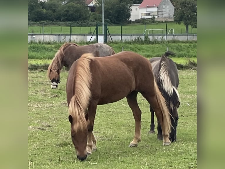 Islandpferd Stute 12 Jahre 144 cm Fuchs in Spiesen-Elversberg