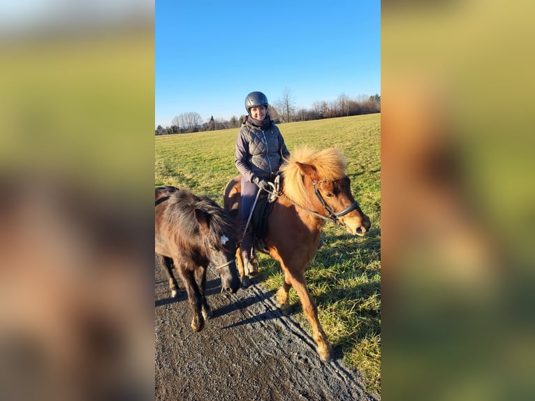 Islandpferd Stute 12 Jahre 144 cm Fuchs in Spiesen-Elversberg