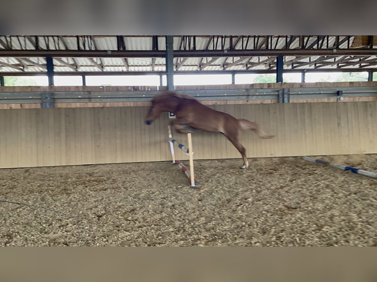 Islandpferd Stute 12 Jahre 144 cm Fuchs in Spiesen-Elversberg