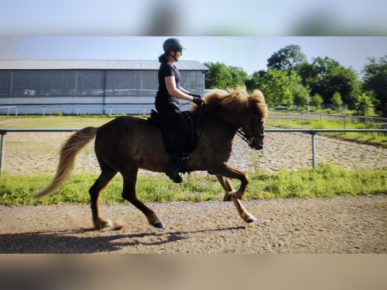 Islandpferd Stute 12 Jahre 144 cm Fuchs in Spiesen-Elversberg