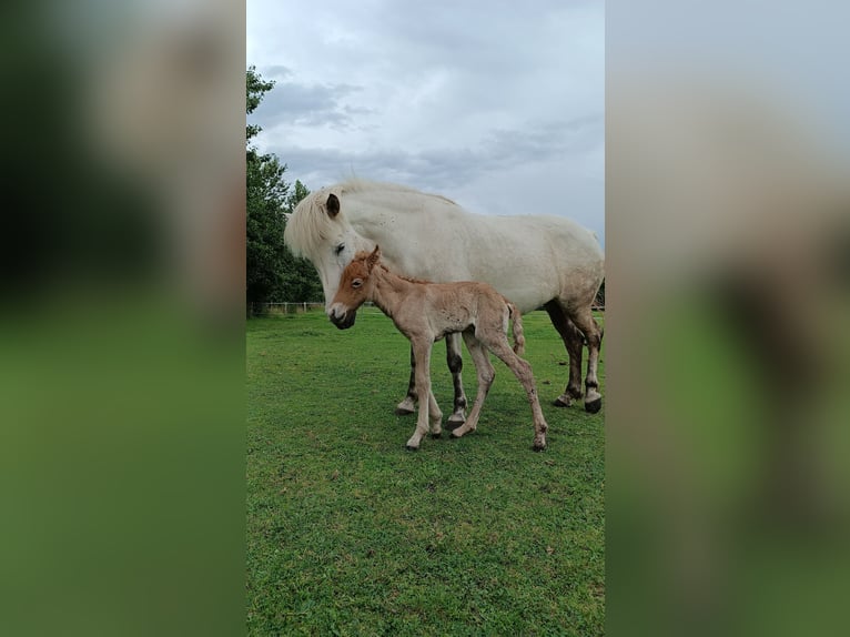 Islandpferd Stute 12 Jahre 144 cm Schimmel in Blåvand