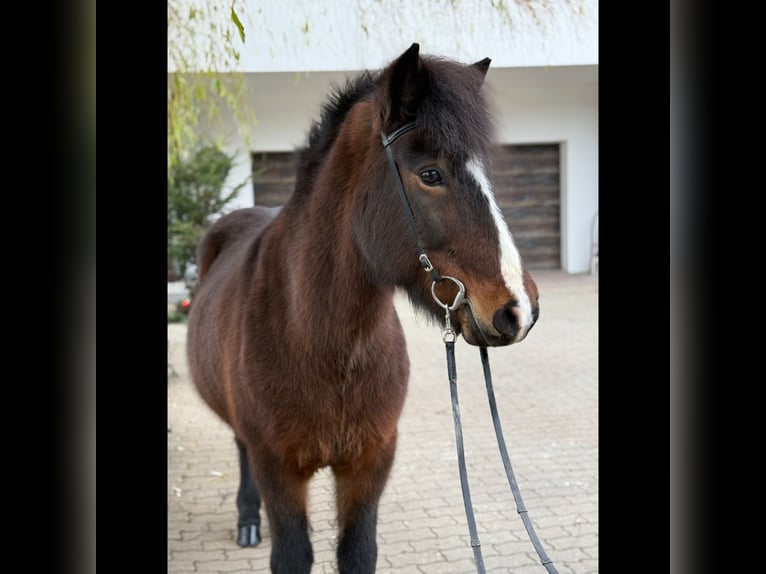 Islandpferd Stute 12 Jahre 146 cm Brauner in Lochen am See