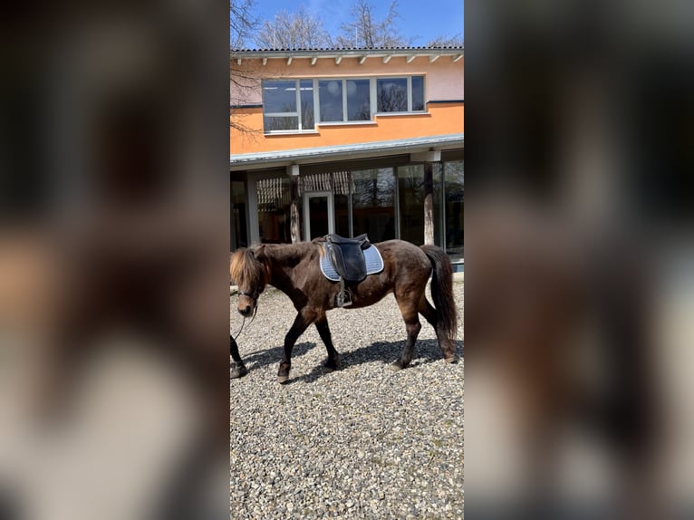 Islandpferd Stute 12 Jahre Dunkelbrauner in Kassel