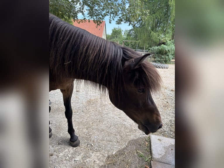 Islandpferd Stute 12 Jahre Dunkelbrauner in Kassel