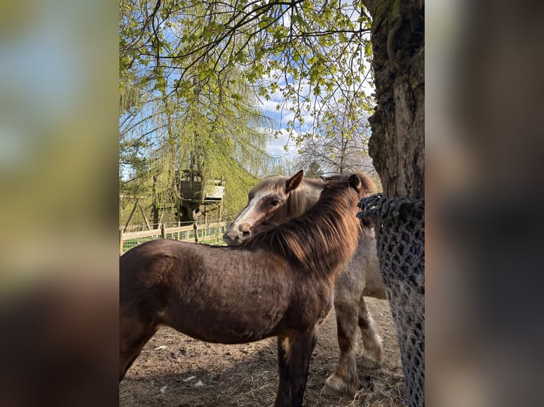 Islandpferd Stute 12 Jahre Dunkelbrauner in Kassel