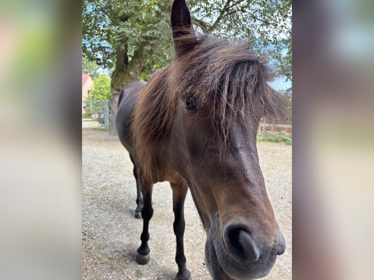 Islandpferd Stute 12 Jahre Dunkelbrauner in Kassel