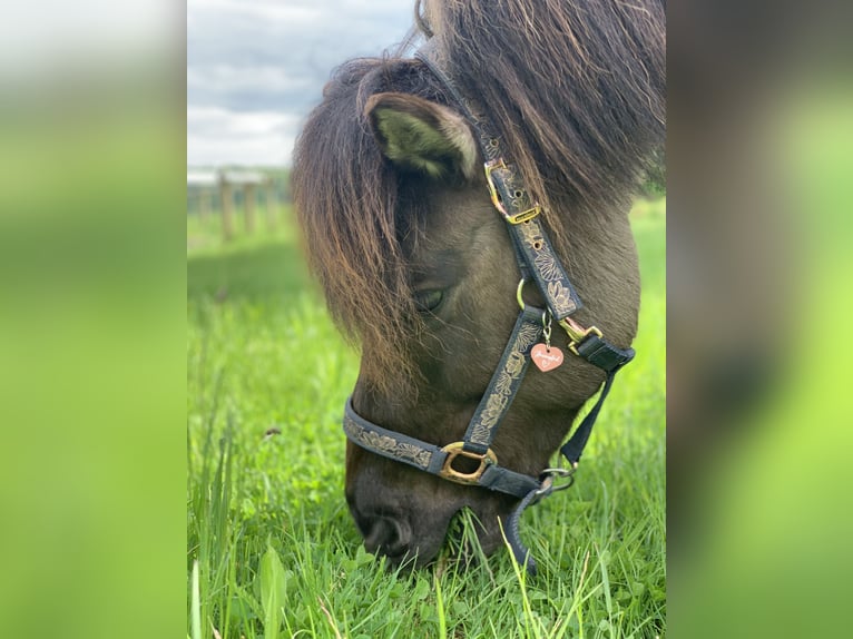 Islandpferd Stute 12 Jahre Falbe in Runkel