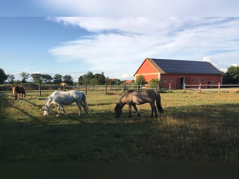 Islandpferd Stute 12 Jahre  in Splietsdorf