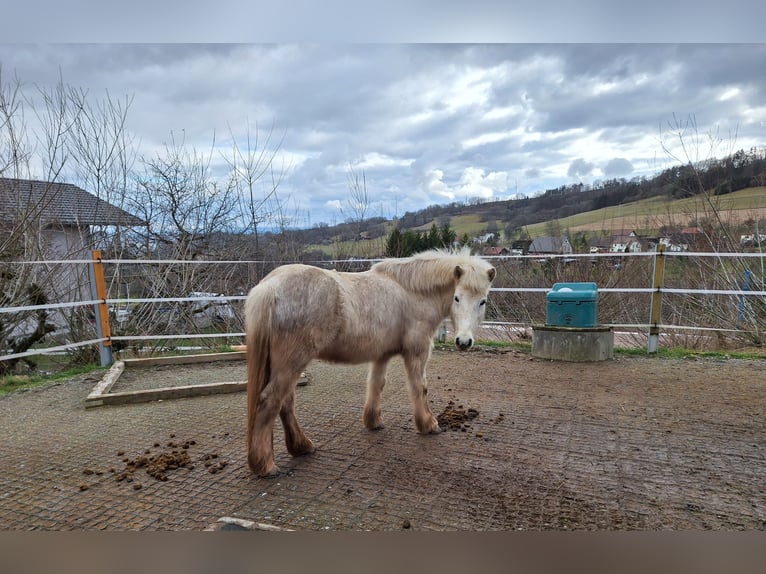 Islandpferd Stute 12 Jahre Schimmel in Weilheim