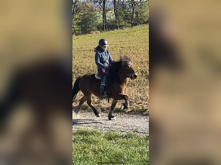 Islandpferd Stute 13 Jahre 131 cm Brauner in Grunddorf