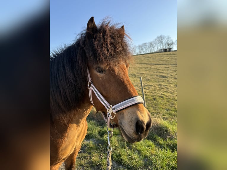 Islandpferd Stute 13 Jahre 131 cm Brauner in Grunddorf