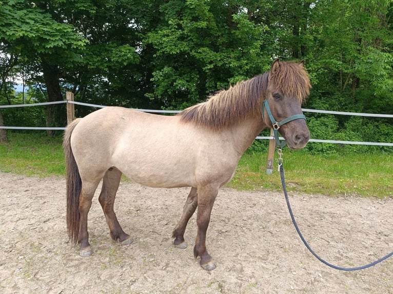 Islandpferd Stute 13 Jahre 132 cm Hellbrauner in Prestranek