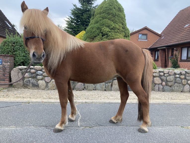 Islandpferd Stute 13 Jahre 136 cm Fuchs in Ostenfeld