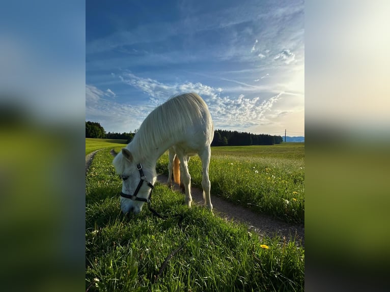Islandpferd Stute 13 Jahre 137 cm Schimmel in Hallwang