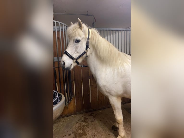 Islandpferd Stute 13 Jahre 137 cm Schimmel in Hallwang