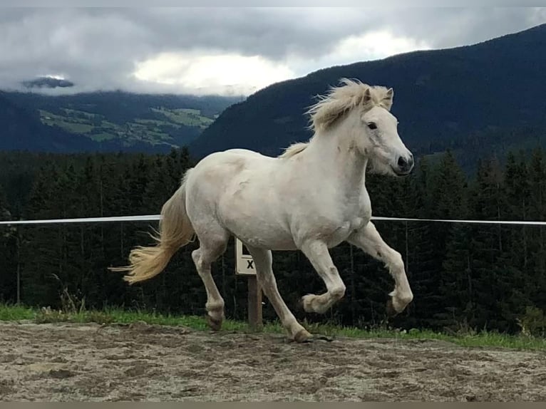 Islandpferd Stute 13 Jahre 137 cm Schimmel in Hallwang