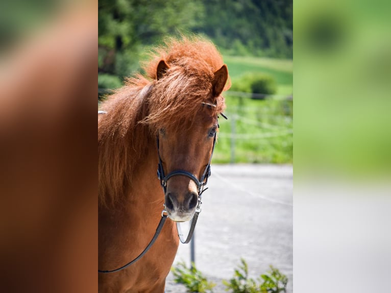 Islandpferd Stute 13 Jahre 138 cm Fuchs in Crailsheim