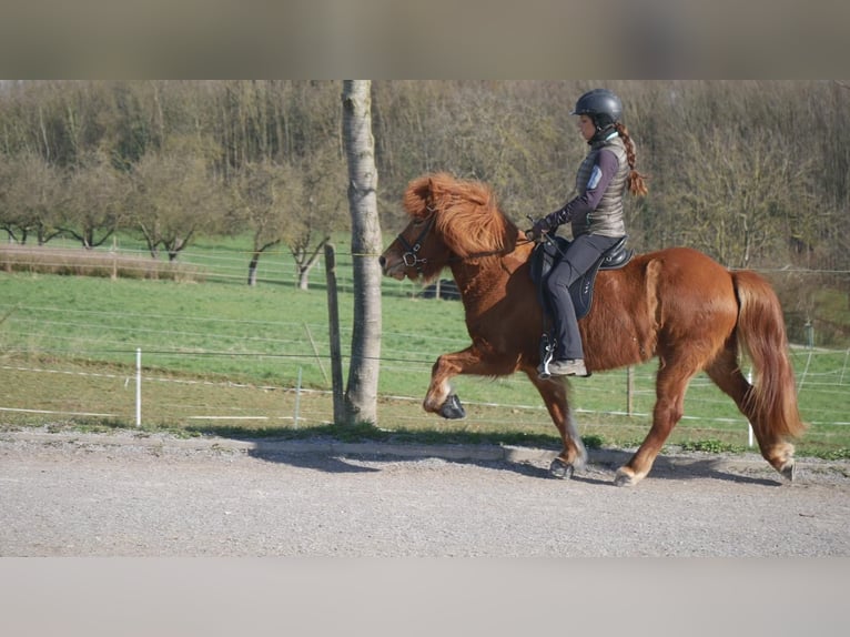 Islandpferd Stute 13 Jahre 138 cm Fuchs in Crailsheim