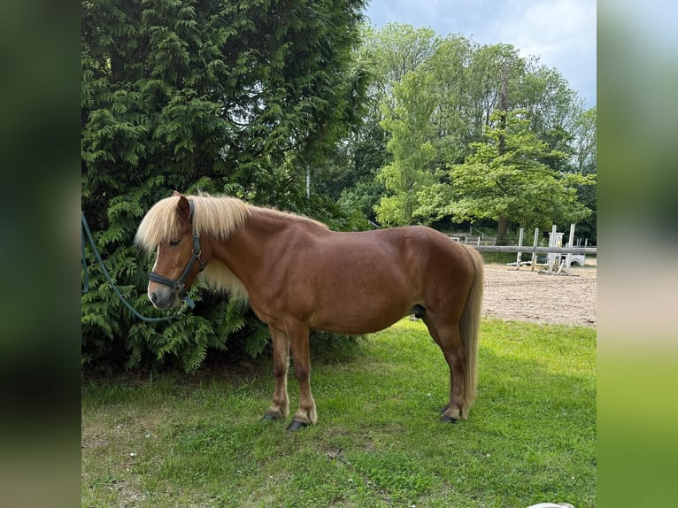 Islandpferd Stute 13 Jahre 138 cm Fuchs in Windhagen
