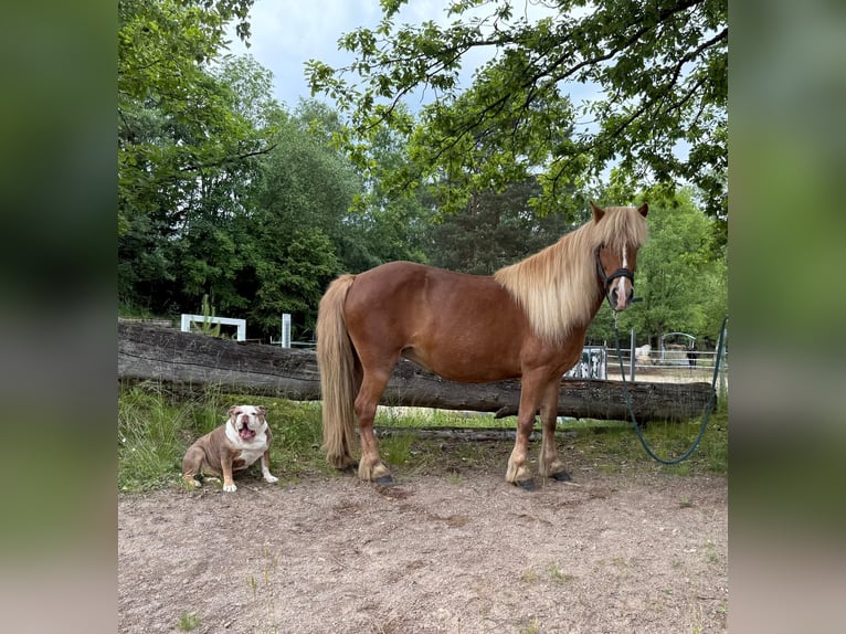 Islandpferd Stute 13 Jahre 138 cm Fuchs in Windhagen