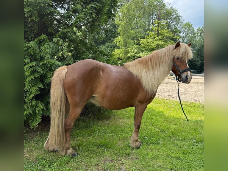 Islandpferd Stute 13 Jahre 138 cm Fuchs in Windhagen
