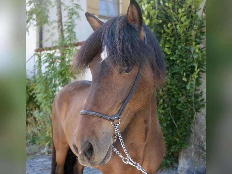 Islandpferd Stute 13 Jahre 138 cm in Bodenw&#xF6;hr