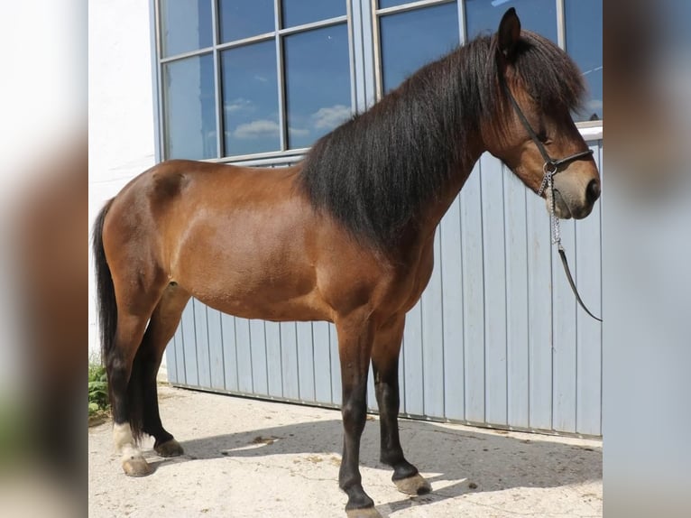Islandpferd Stute 13 Jahre 138 cm in Bodenw&#xF6;hr
