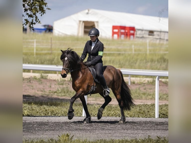 Islandpferd Stute 13 Jahre 138 cm in Bodenw&#xF6;hr