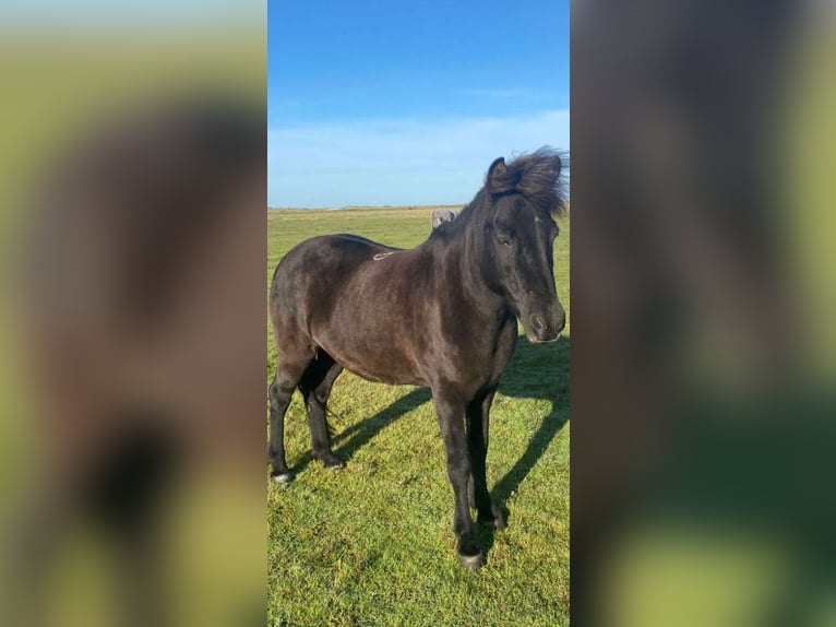 Islandpferd Stute 13 Jahre 138 cm Rappe in Blavand
