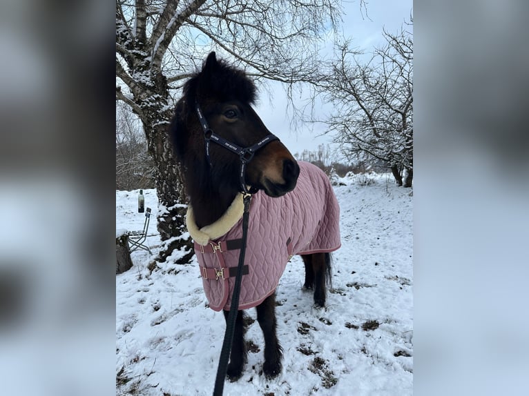 Islandpferd Stute 13 Jahre 139 cm Brauner in Fronreute