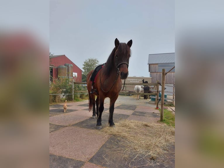 Islandpferd Stute 13 Jahre 140 cm Brauner in tuntange
