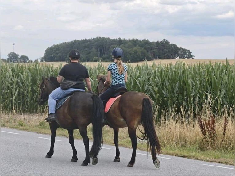 Islandpferd Stute 13 Jahre 140 cm Brauner in Rackel