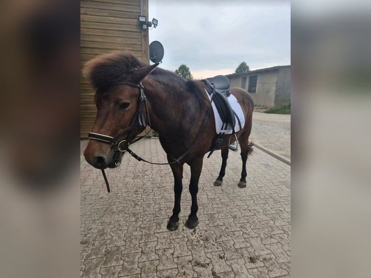 Islandpferd Stute 13 Jahre 140 cm Brauner in Rackel