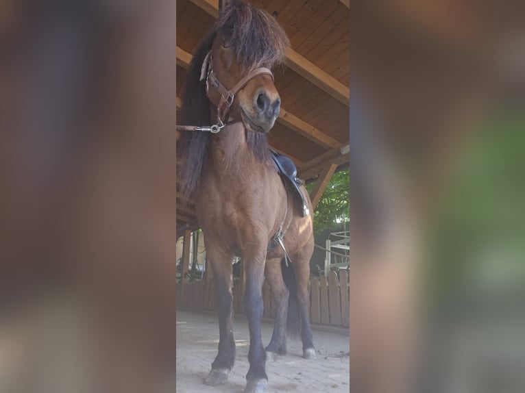 Islandpferd Stute 13 Jahre 140 cm Brauner in Lochen am See