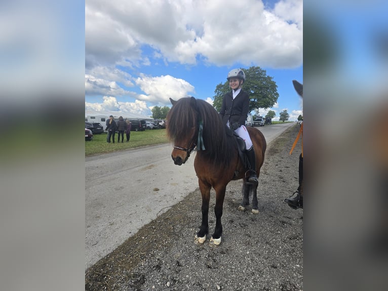 Islandpferd Stute 13 Jahre 140 cm Brauner in Lochen am See
