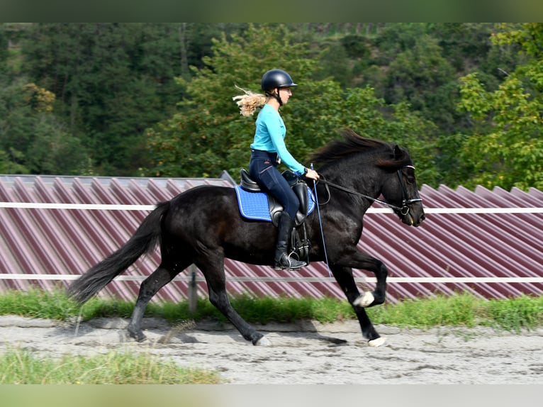 Islandpferd Stute 13 Jahre 140 cm Rappe in Zwingenberg
