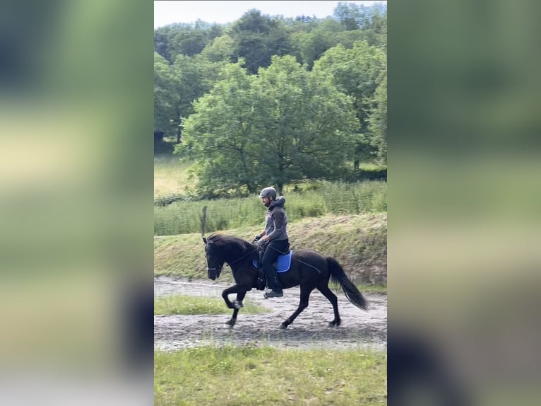 Islandpferd Stute 13 Jahre 140 cm Rappe in Zwingenberg