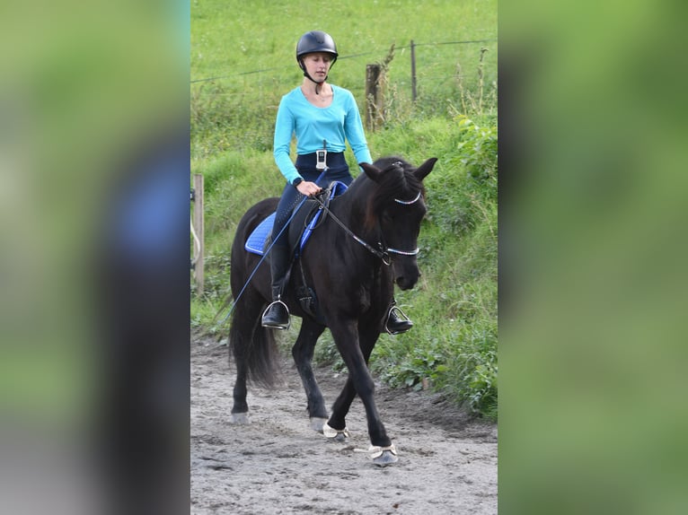 Islandpferd Stute 13 Jahre 140 cm Rappe in Zwingenberg