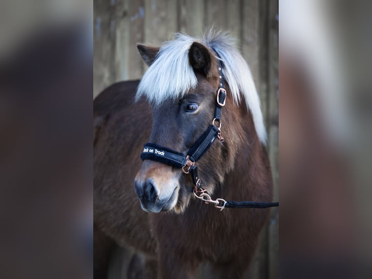 Islandpferd Stute 13 Jahre 140 cm in Bernau am Chiemsee