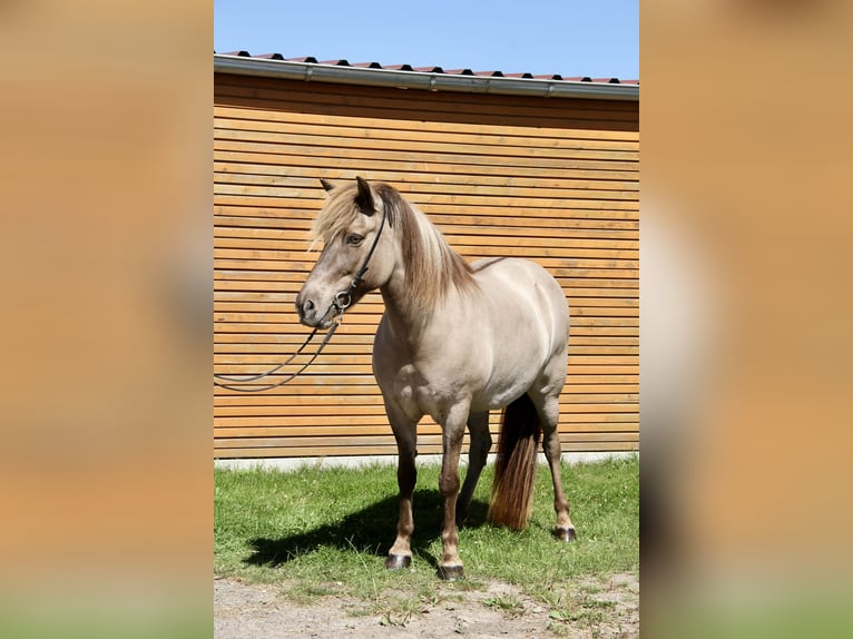 Islandpferd Stute 13 Jahre 141 cm Falbe in Soltau