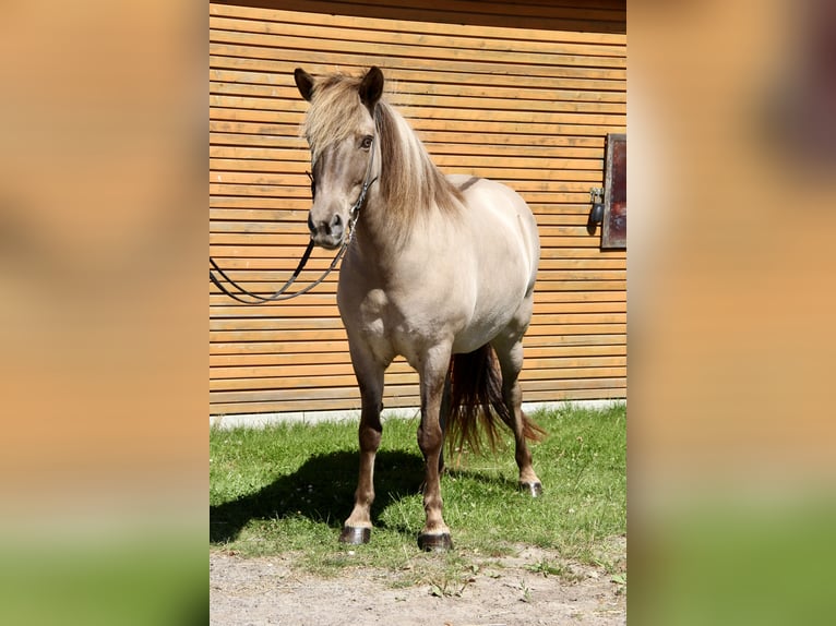 Islandpferd Stute 13 Jahre 141 cm Falbe in Soltau