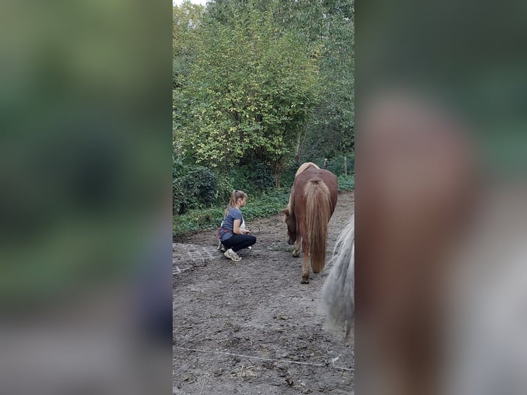 Islandpferd Stute 13 Jahre 141 cm Fuchs in Frechen