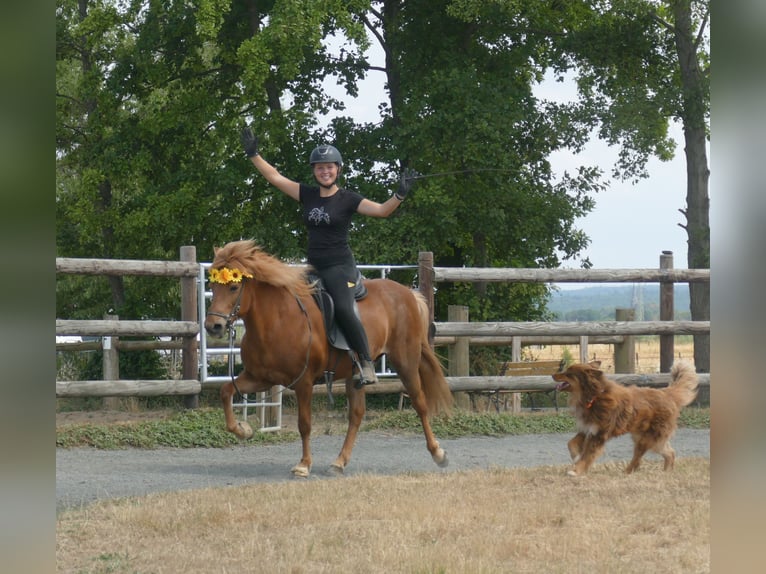 Islandpferd Stute 13 Jahre 141 cm Fuchs in Euskirchen