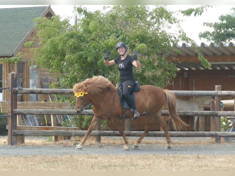 Islandpferd Stute 13 Jahre 141 cm Fuchs in Euskirchen