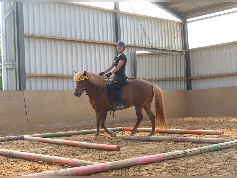 Islandpferd Stute 13 Jahre 141 cm Fuchs in Euskirchen