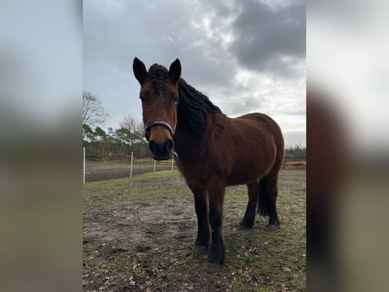 Islandpferd Stute 13 Jahre 142 cm Schecke in Schweewarden