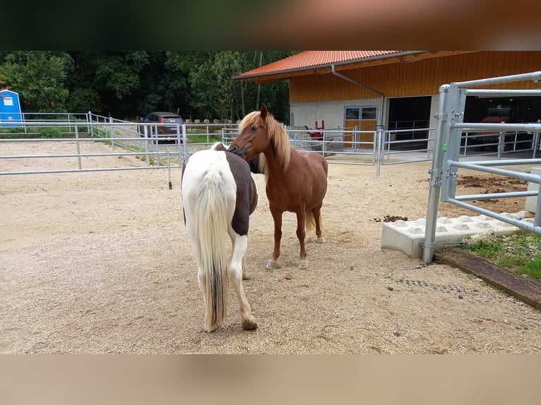 Islandpferd Stute 13 Jahre 142 cm Schecke in Freising
