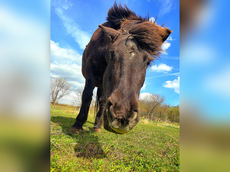 Islandpferd Stute 13 Jahre 143 cm  in Erfurt